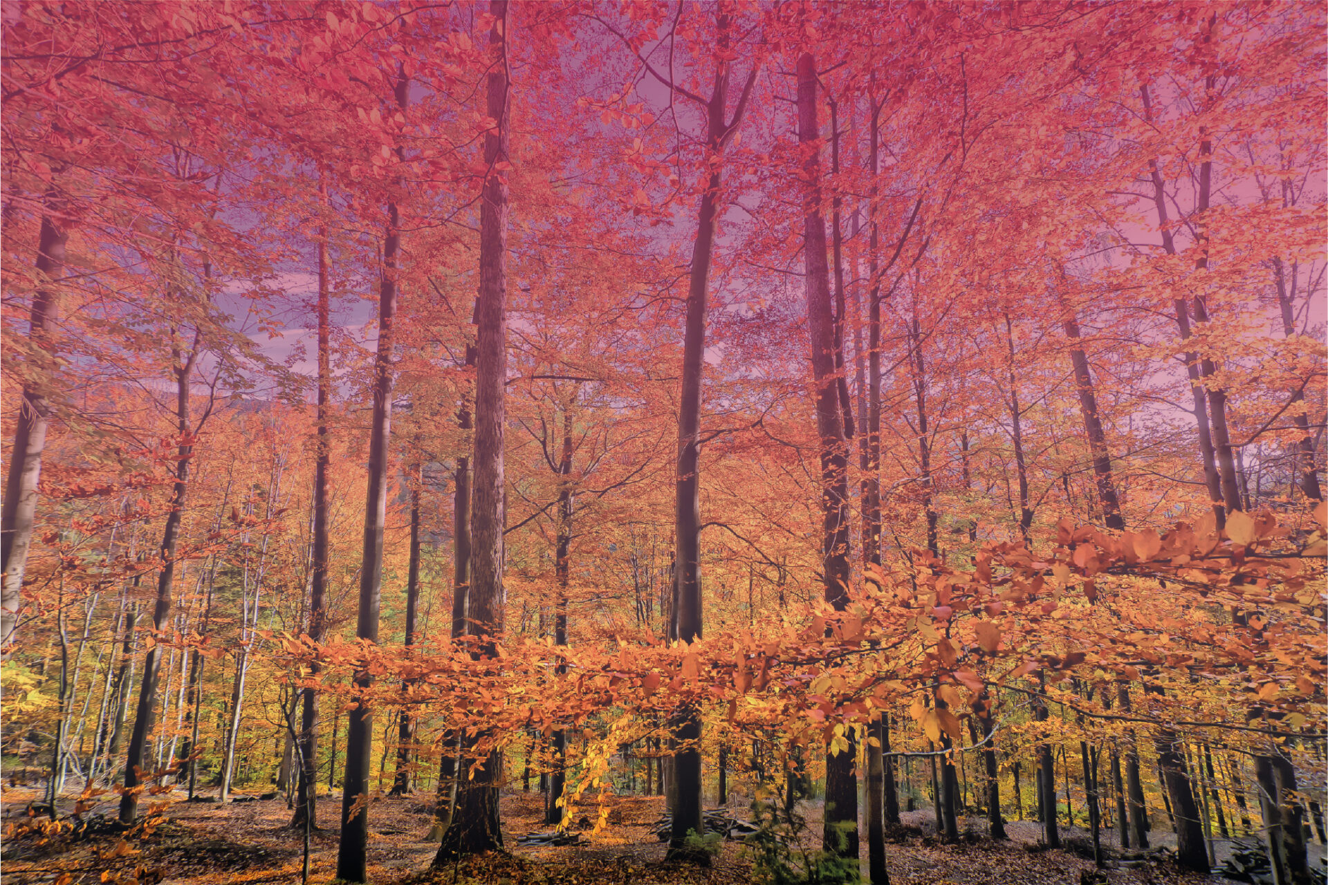 Złota Polska jesień e-pellet.pl