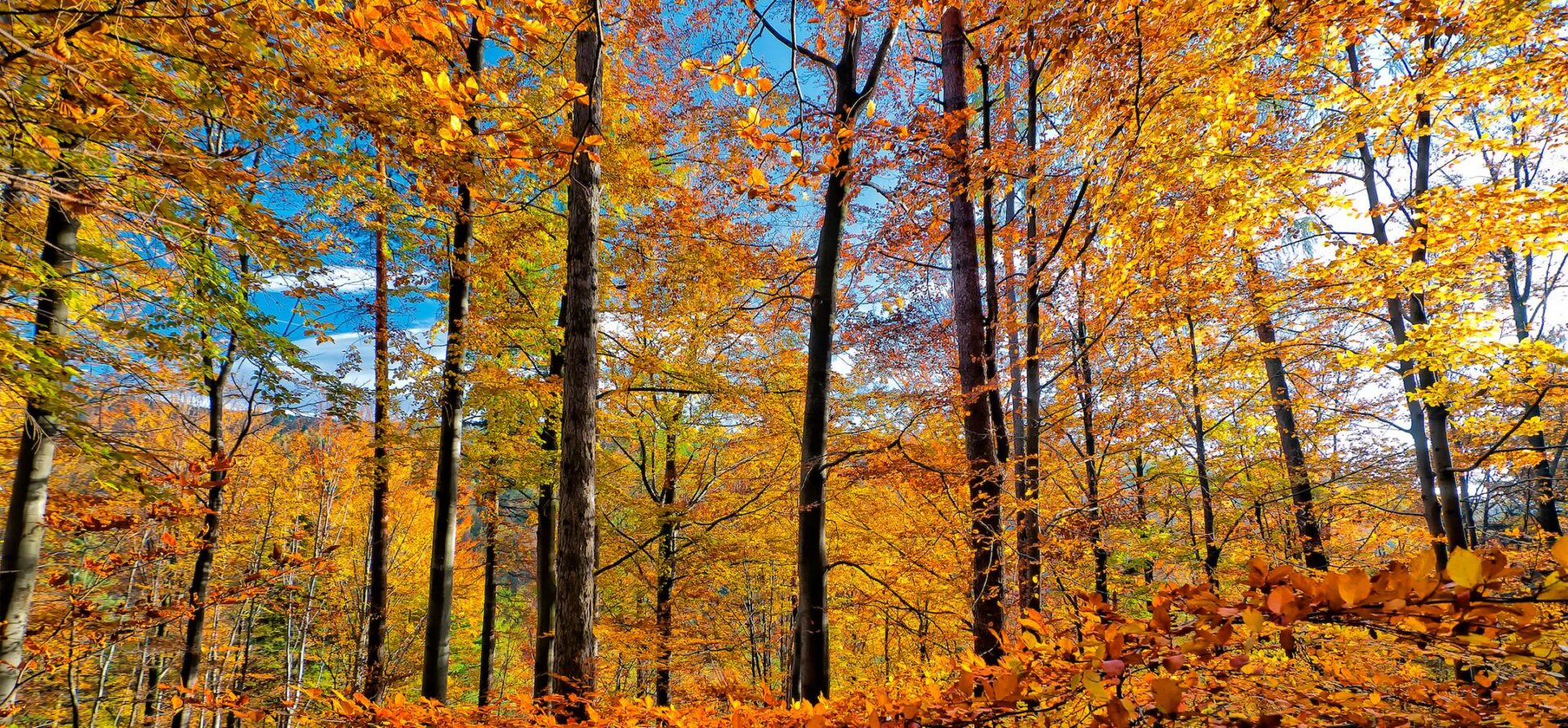 Złota Polska jesień e-pellet.pl